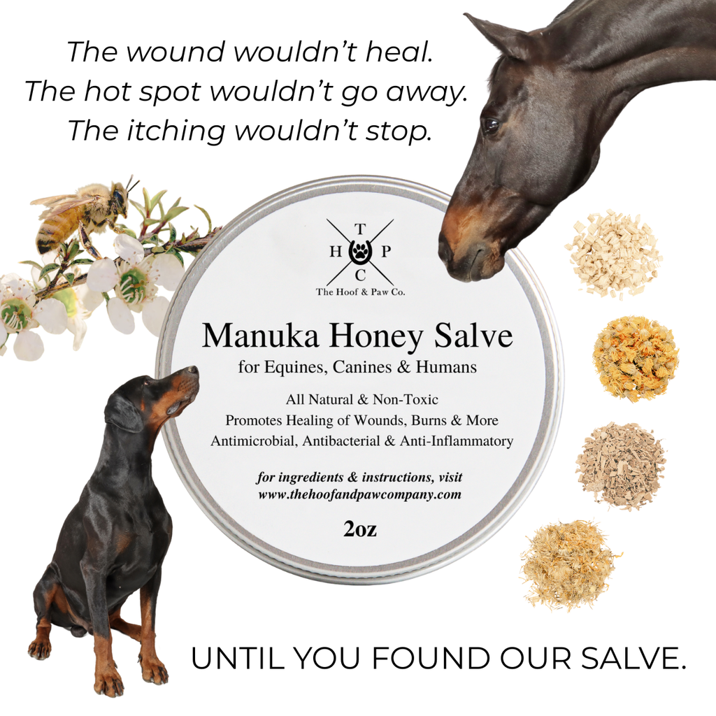 Manuka Honey Salve for Dogs, Horses & Humans