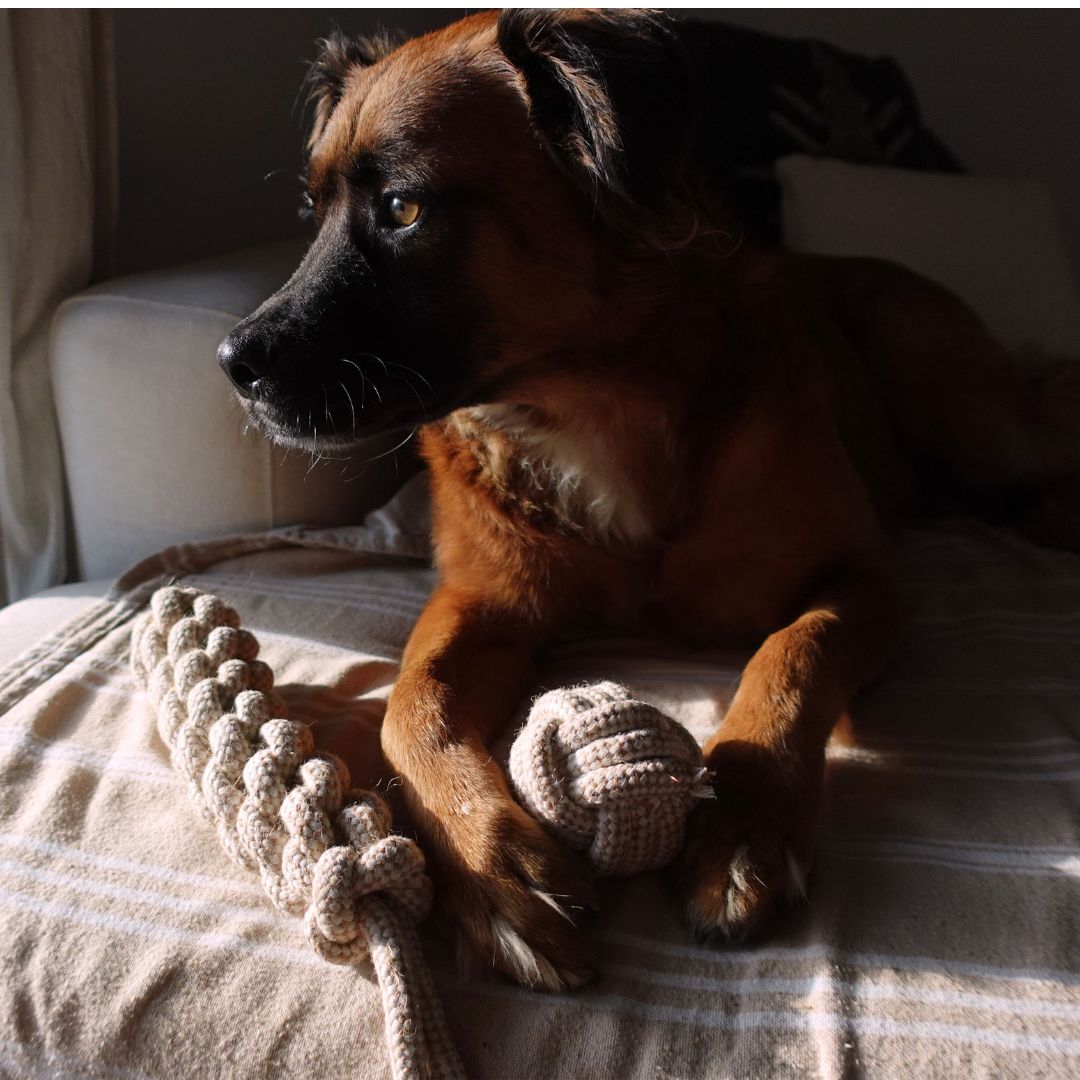 Tilley + Me Indestructible Hemp Rope Tug Toy - Sustainable and Non-Toxic Pet Toy Tilley + Me