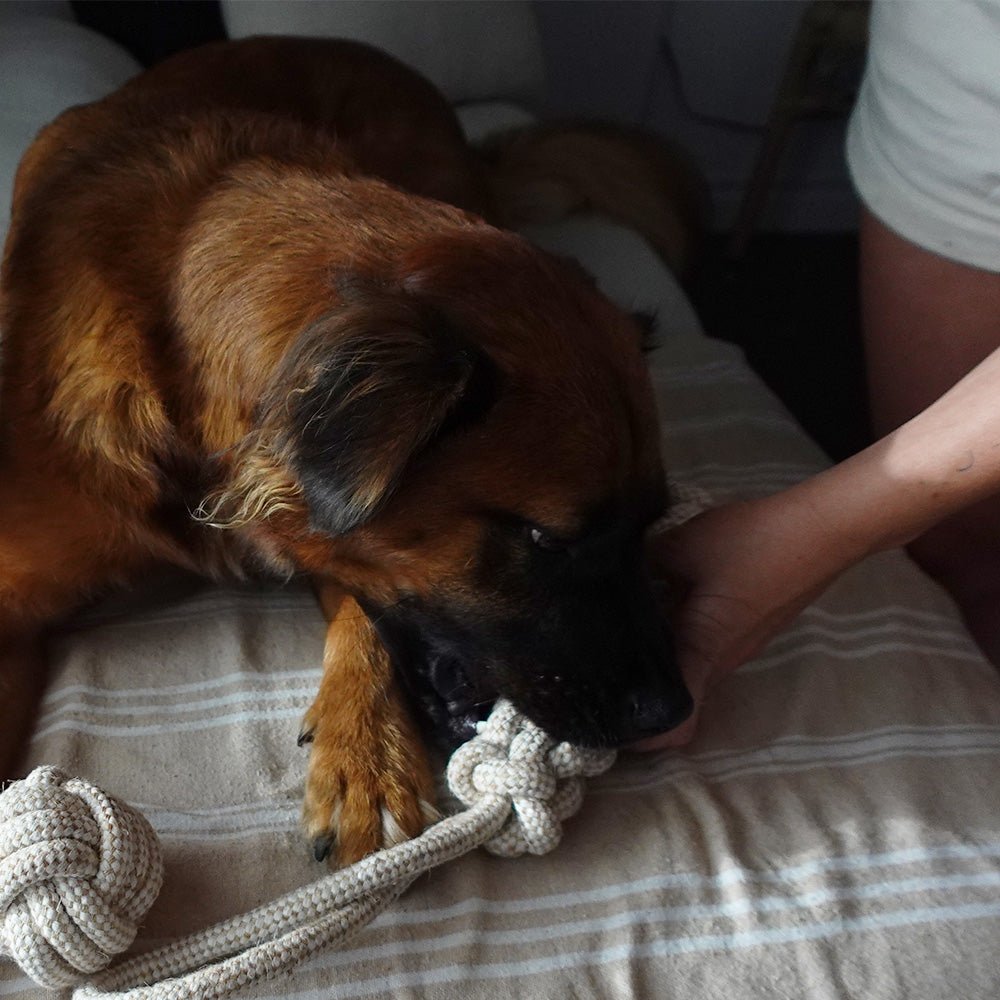 Tilley + Me Indestructible Hemp Rope Tug Toy - Sustainable and Non-Toxic Pet Toy Tilley + Me